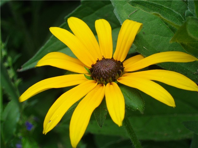 pupavica
